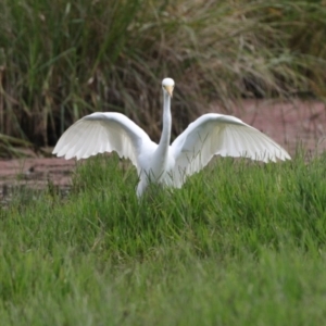 Ardea plumifera at Fyshwick, ACT - 26 Mar 2022