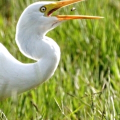 Ardea plumifera at Fyshwick, ACT - 26 Mar 2022