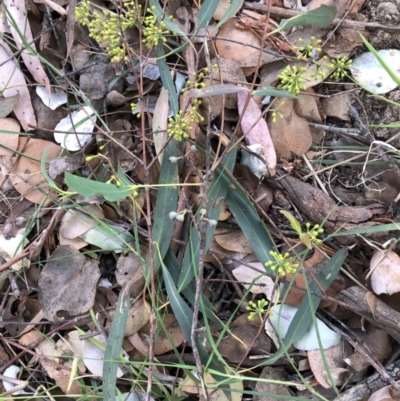 Eucalyptus radiata subsp. robertsonii (Robertson's Peppermint) at Emu Creek - 3 Apr 2022 by JohnGiacon