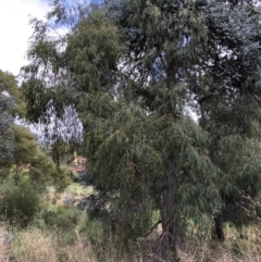 Eucalyptus radiata subsp. robertsonii at Belconnen, ACT - 3 Apr 2022