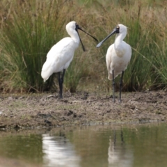 Platalea regia (Royal Spoonbill) at Fyshwick, ACT - 13 Mar 2022 by Bigfish69