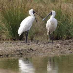 Platalea regia at Fyshwick, ACT - 13 Mar 2022 12:29 PM