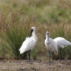 Platalea regia at Fyshwick, ACT - 13 Mar 2022