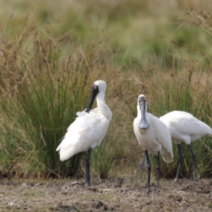 Platalea regia at Fyshwick, ACT - 13 Mar 2022