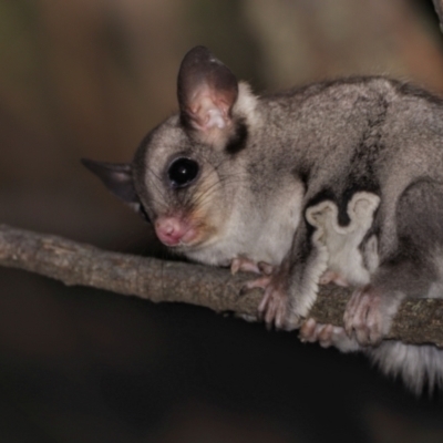 Petaurus notatus (Krefft’s Glider, Sugar Glider) at Hackett, ACT - 12 Mar 2022 by Bigfish69