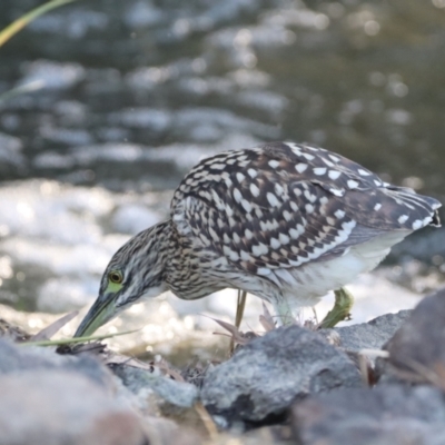 Nycticorax caledonicus (Nankeen Night-Heron) at Giralang, ACT - 11 Mar 2022 by Bigfish69