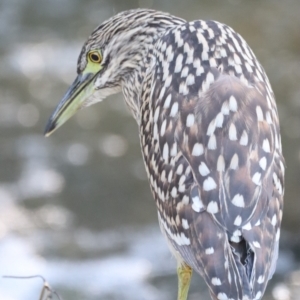 Nycticorax caledonicus at Giralang, ACT - 11 Mar 2022