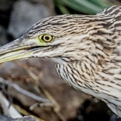 Nycticorax caledonicus at Giralang, ACT - 11 Mar 2022