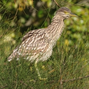 Nycticorax caledonicus at Giralang, ACT - 11 Mar 2022