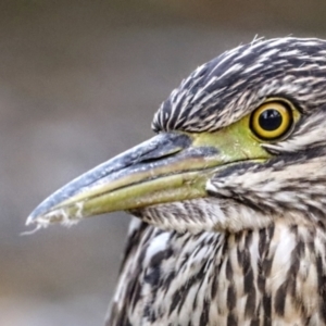 Nycticorax caledonicus at Giralang, ACT - 11 Mar 2022