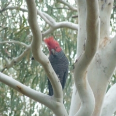 Callocephalon fimbriatum (Gang-gang Cockatoo) at Lyons, ACT - 7 Apr 2022 by jedp03