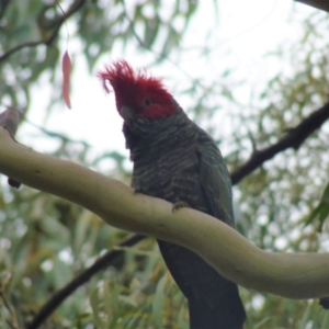 Callocephalon fimbriatum at Lyons, ACT - 7 Apr 2022