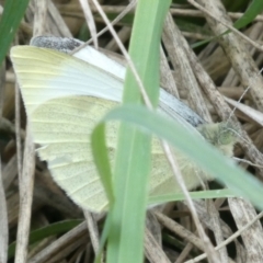 Pieris rapae (Cabbage White) at Flea Bog Flat to Emu Creek Corridor - 3 Apr 2022 by JohnGiacon