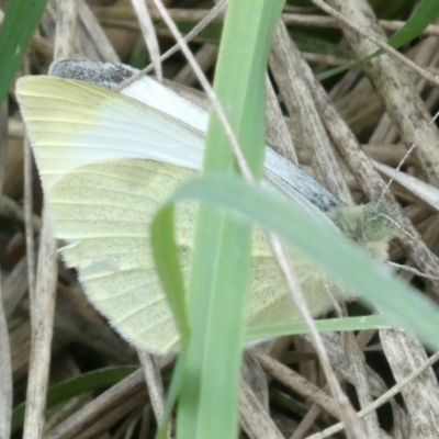Pieris rapae (Cabbage White) at Belconnen, ACT - 3 Apr 2022 by jgiacon