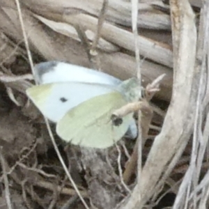 Pieris rapae at Belconnen, ACT - 3 Apr 2022