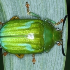 Calomela pallida (Leaf beetle) at Ainslie, ACT - 4 Apr 2022 by jb2602