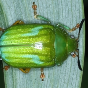 Calomela pallida at Ainslie, ACT - 4 Apr 2022 06:09 PM