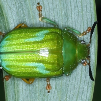 Calomela pallida (Leaf beetle) at Mount Ainslie - 4 Apr 2022 by jb2602