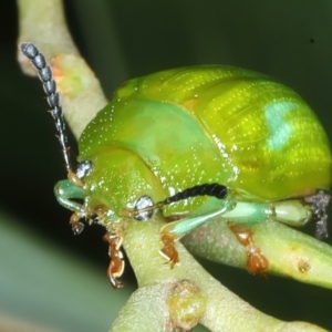 Calomela pallida at Ainslie, ACT - 4 Apr 2022