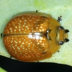 Paropsisterna cloelia (Eucalyptus variegated beetle) at Mount Ainslie - 4 Apr 2022 by jb2602