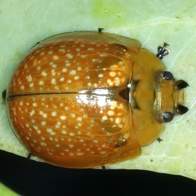 Paropsisterna cloelia (Eucalyptus variegated beetle) at Ainslie, ACT - 4 Apr 2022 by jb2602