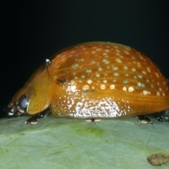 Paropsisterna cloelia at Ainslie, ACT - 4 Apr 2022