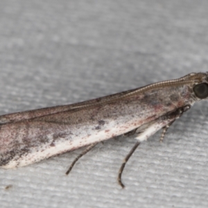 Assara proleuca at Melba, ACT - 21 Feb 2022 09:54 PM