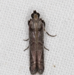 Assara proleuca at Melba, ACT - 21 Feb 2022 09:54 PM