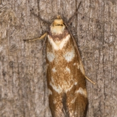 Palimmeces habrophanes (A Concealer moth) at Melba, ACT - 21 Feb 2022 by kasiaaus