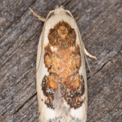Garrha idiosema (A concealer moth) at Melba, ACT - 21 Feb 2022 by kasiaaus