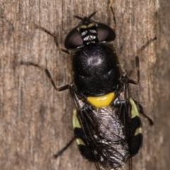 Odontomyia hunteri (Soldier fly) at Melba, ACT - 22 Feb 2022 by kasiaaus