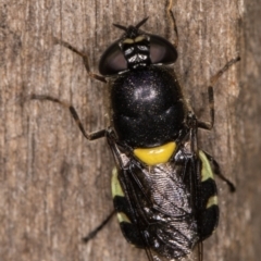 Odontomyia hunteri (Soldier fly) at Melba, ACT - 21 Feb 2022 by kasiaaus