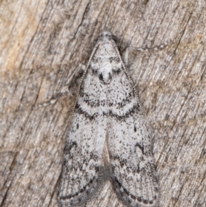 Heteromicta pachytera at Melba, ACT - 22 Feb 2022 12:16 AM