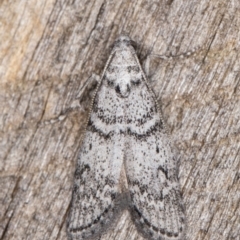 Heteromicta pachytera (Galleriinae subfamily moth) at Melba, ACT - 21 Feb 2022 by kasiaaus