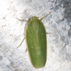 Fulgoroidea sp. (superfamily) (Unidentified fulgoroid planthopper) at Melba, ACT - 22 Feb 2022 by kasiaaus