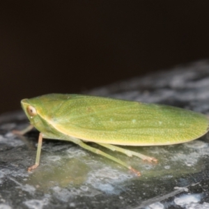 Fulgoroidea sp. (superfamily) at Melba, ACT - 22 Feb 2022