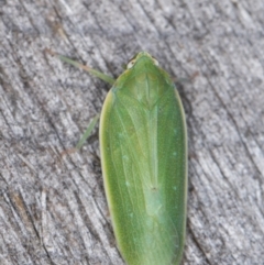 Fulgoroidea sp. (superfamily) at Melba, ACT - 22 Feb 2022