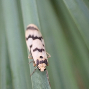 Tigrioides alterna at Murrumbateman, NSW - 7 Apr 2022 04:54 PM