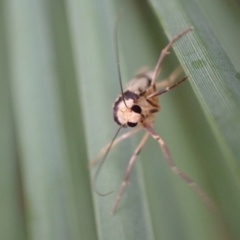 Tigrioides alterna at Murrumbateman, NSW - 7 Apr 2022 04:54 PM