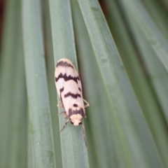 Tigrioides alterna at Murrumbateman, NSW - 7 Apr 2022