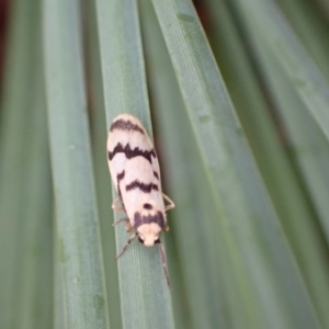 Tigrioides alterna at Murrumbateman, NSW - 7 Apr 2022 04:54 PM