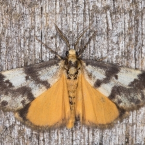 Anestia (genus) at Melba, ACT - 22 Feb 2022 09:53 PM