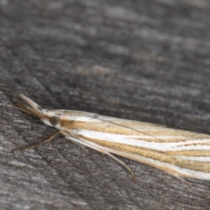 Hednota species near grammellus at Melba, ACT - 22 Feb 2022 10:41 PM