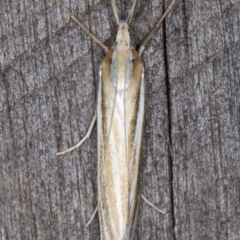 Hednota species near grammellus at Melba, ACT - 22 Feb 2022