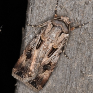 Agrotis munda at Melba, ACT - 22 Feb 2022