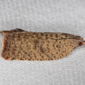 Meritastis (genus) at Melba, ACT - 22 Feb 2022 10:43 PM