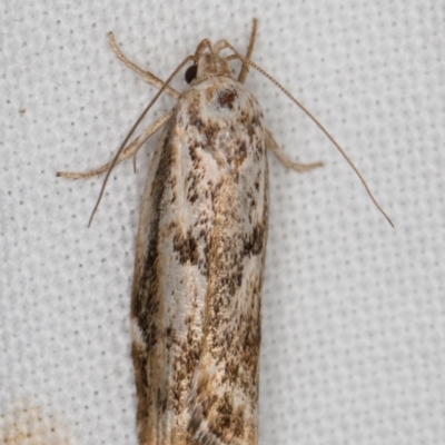 Oecophoridae (family) (Unidentified Oecophorid concealer moth) at Melba, ACT - 22 Feb 2022 by kasiaaus