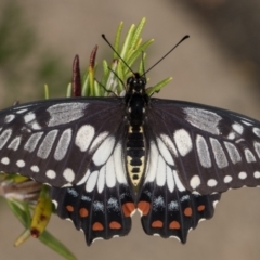 Papilio anactus (Dainty Swallowtail) at Melba, ACT - 23 Feb 2022 by kasiaaus