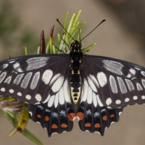 Papilio anactus at Melba, ACT - 23 Feb 2022