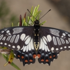 Papilio anactus (Dainty Swallowtail) at Melba, ACT - 22 Feb 2022 by kasiaaus